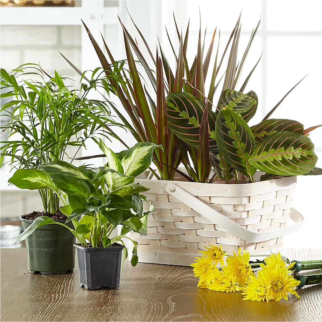 Florist Designed Blooming and Green Plants in a Basket – Thompson Country Florist, Wintersville OH
