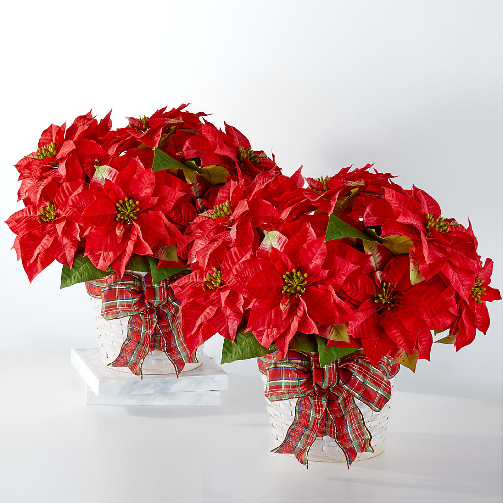 Happiest Holidays Poinsettia Bundle – Thompson Country Florist, Wintersville OH