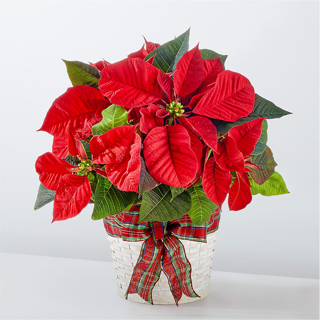 Happiest Holidays Poinsettia – Thompson Country Florist, Wintersville OH