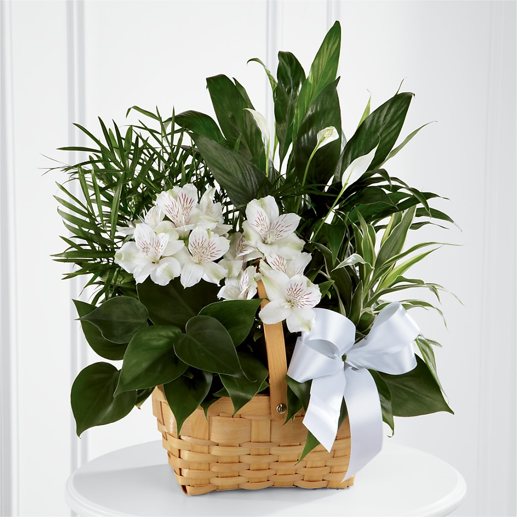 Peace & Serenity Dishgarden – Thompson Country Florist, Wintersville OH