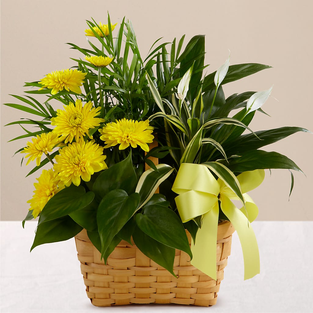 Loving Light Dishgarden – Thompson Country Florist, Wintersville OH