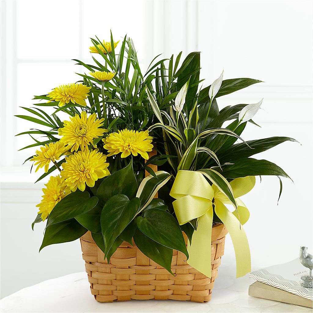 Loving Light Dishgarden – Thompson Country Florist, Wintersville OH