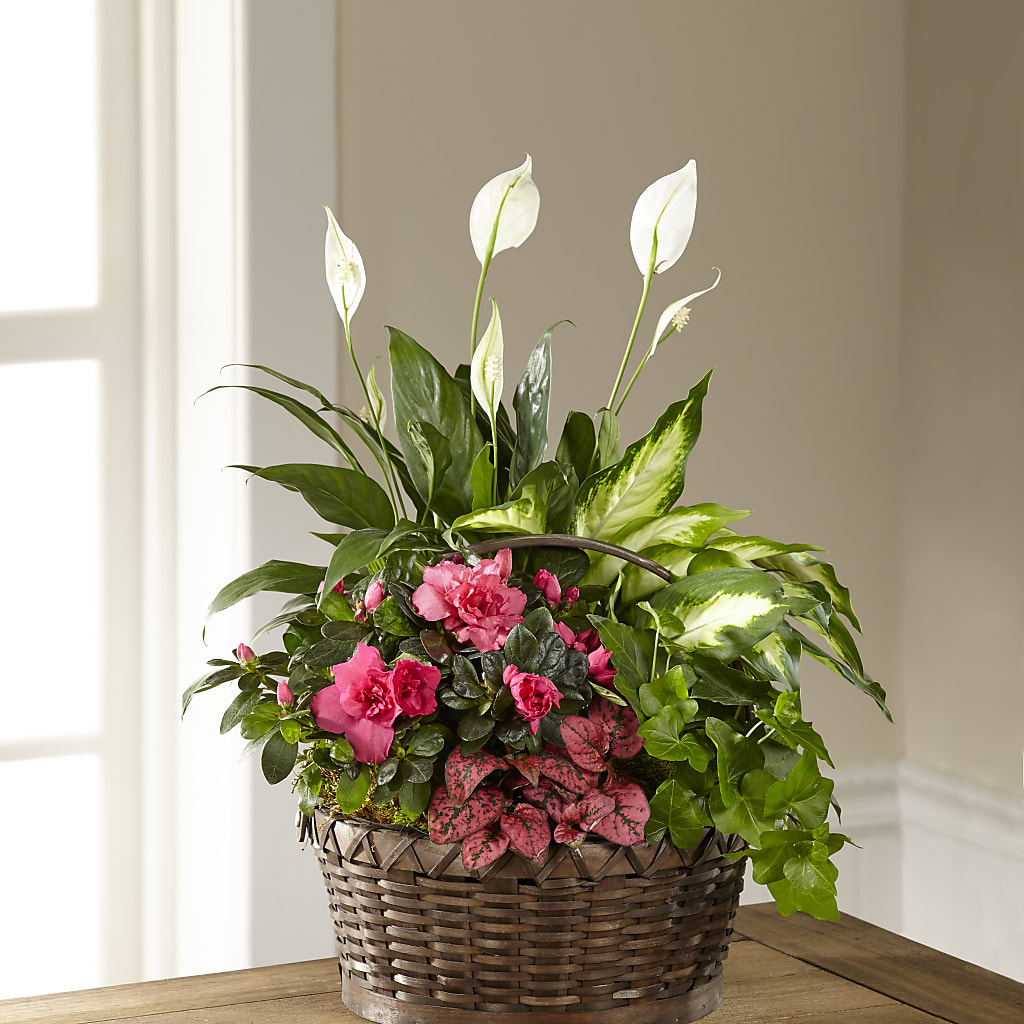 Dream in Pink Dishgarden – Thompson Country Florist, Wintersville OH