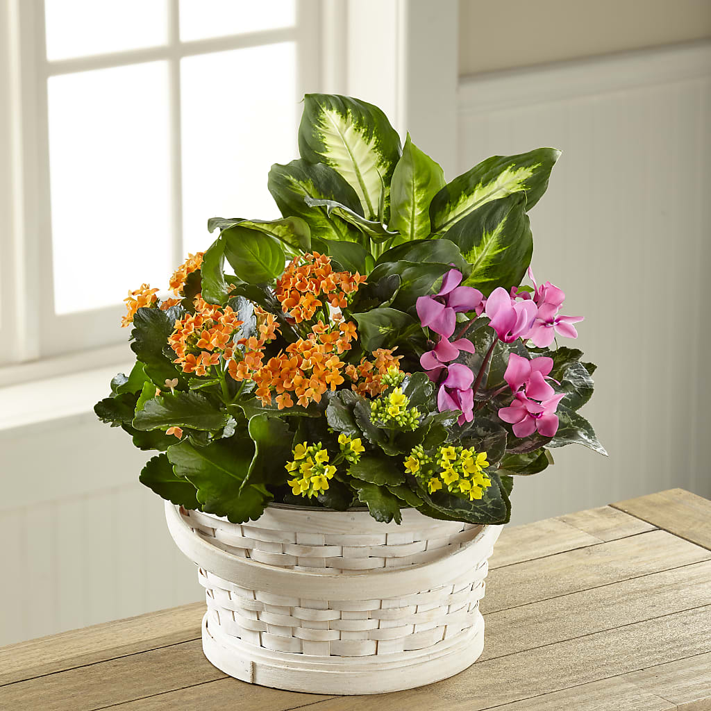 Color Crush Dishgarden – Thompson Country Florist, Wintersville OH