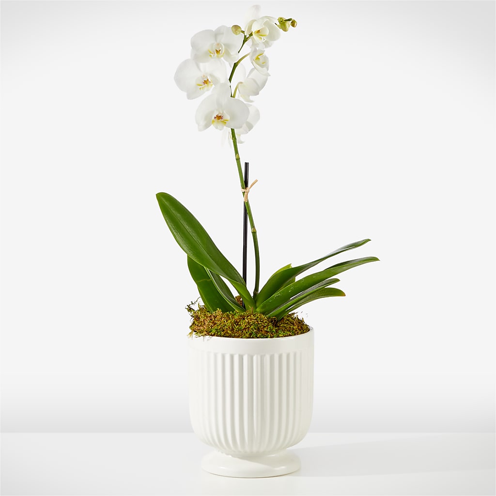 Whispering White Orchid – Thompson Country Florist, Wintersville OH