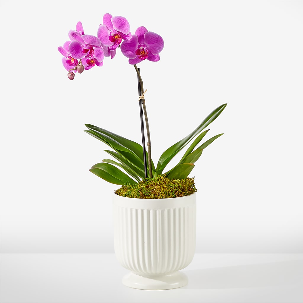 Friendly Fuchsia Orchid – Thompson Country Florist, Wintersville OH