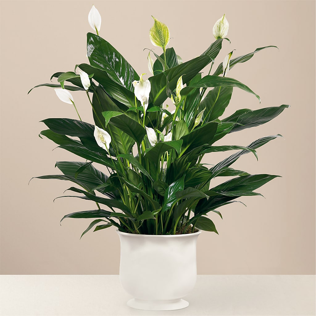 Comfort Planter – Thompson Country Florist, Wintersville OH