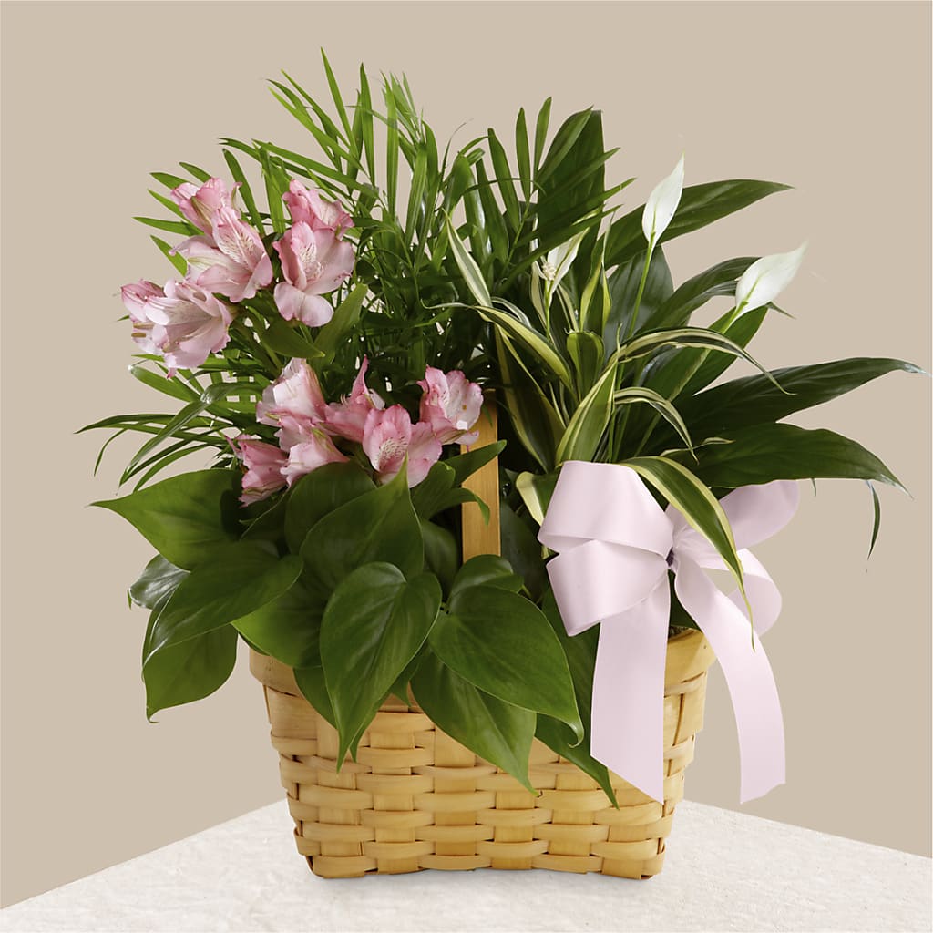 Living Spirit Dishgarden – Thompson Country Florist, Wintersville OH