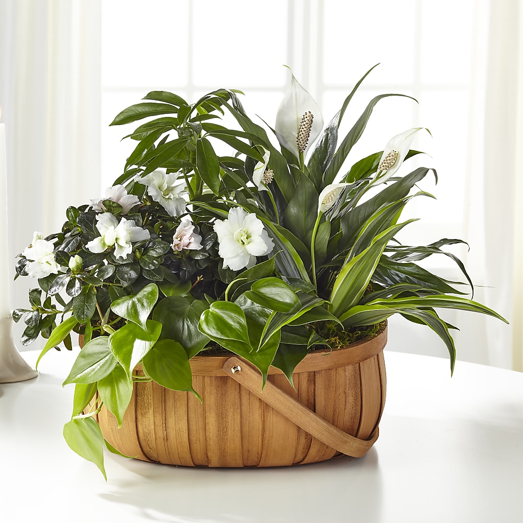 Serene Dishgarden – Thompson Country Florist, Wintersville OH