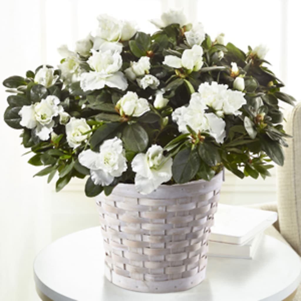 White Azalea Plant – Thompson Country Florist, Wintersville OH