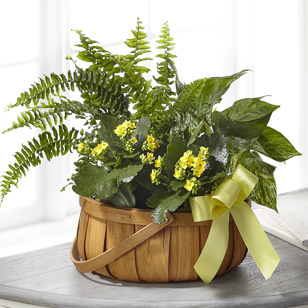 Always Dear Dishgarden – Thompson Country Florist, Wintersville OH