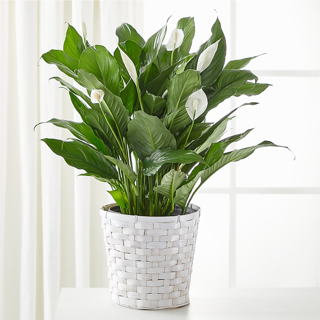 A New Leaf Peace Lily – Thompson Country Florist, Wintersville OH