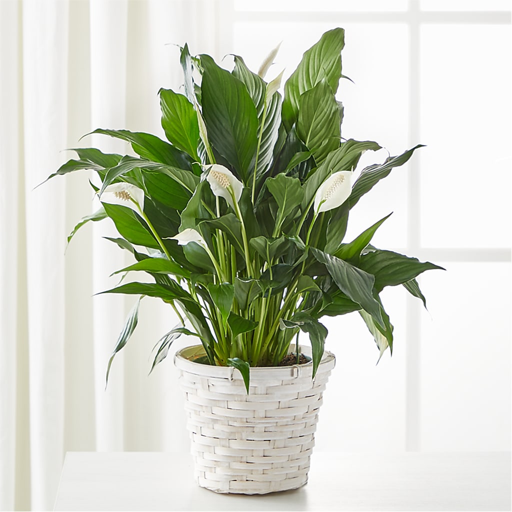 A New Leaf Peace Lily – Thompson Country Florist, Wintersville OH