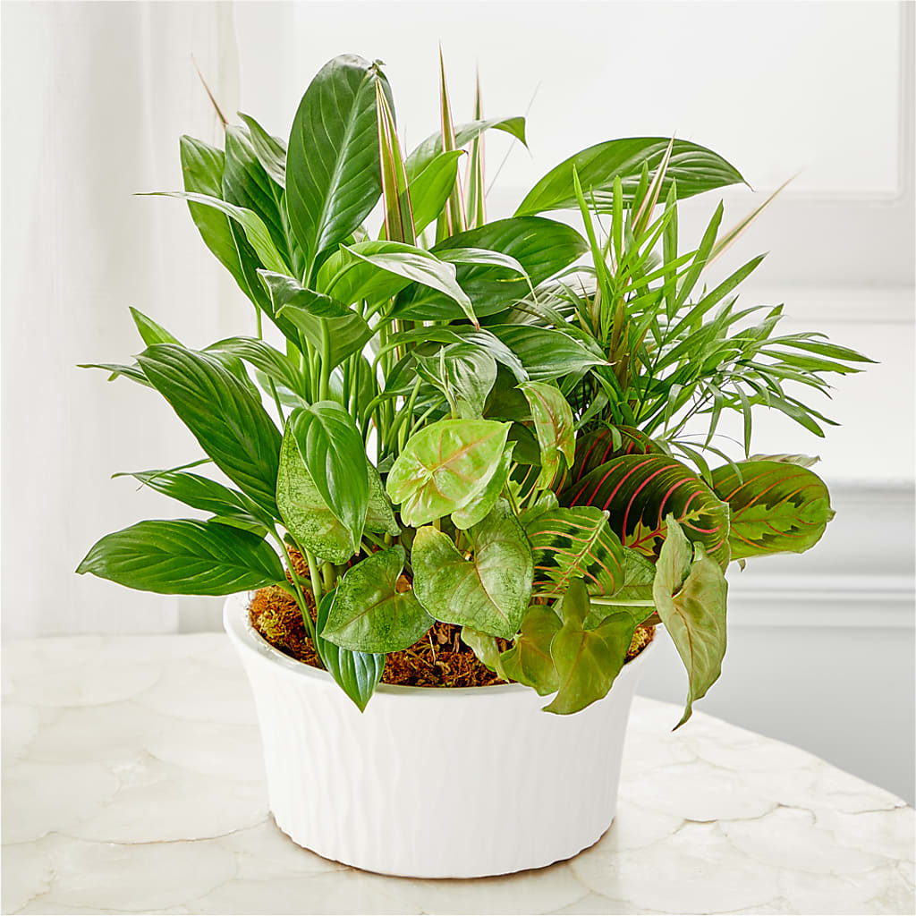 Balance & Harmony Dishgarden – Thompson Country Florist, Wintersville OH