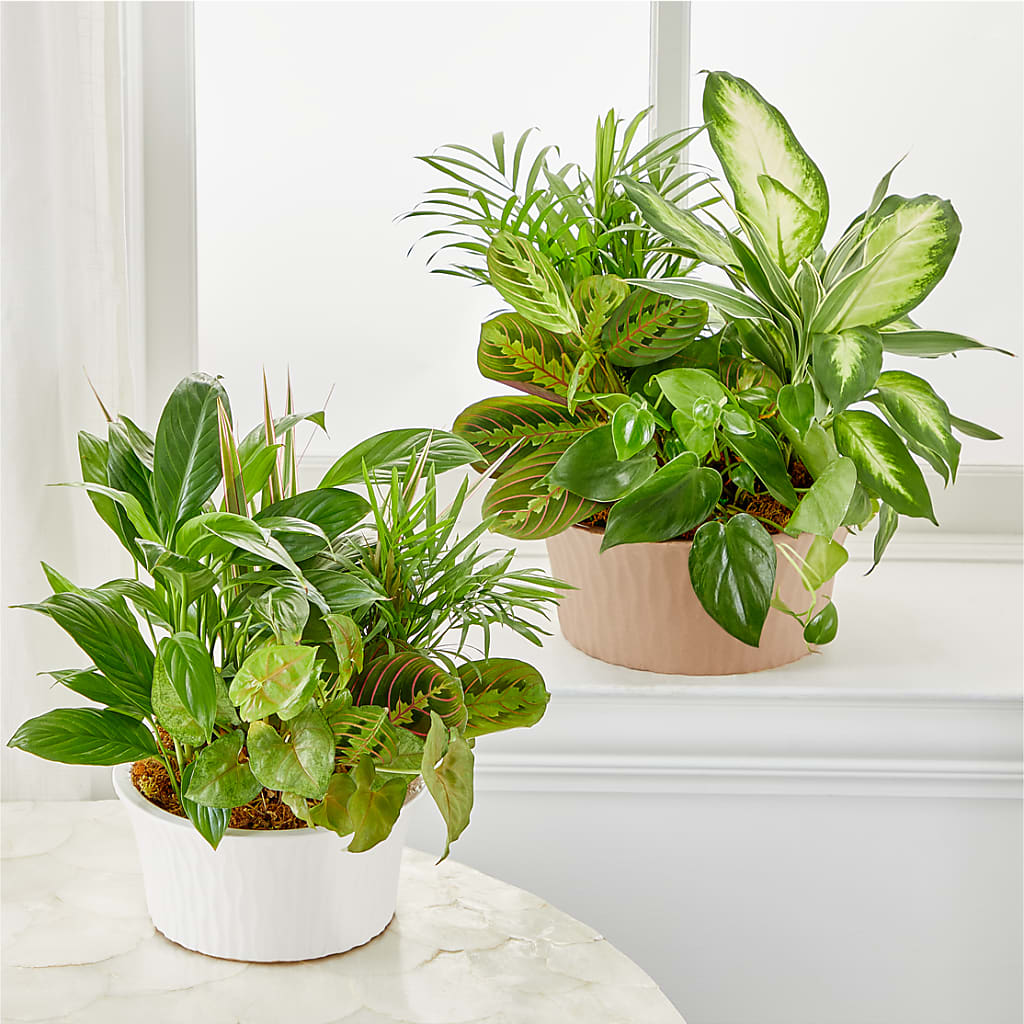 Balance & Harmony Dishgarden – Thompson Country Florist, Wintersville OH
