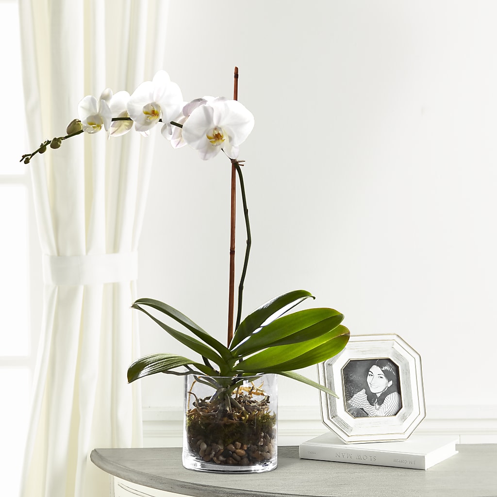 White Orchid Planter – Thompson Country Florist, Wintersville OH