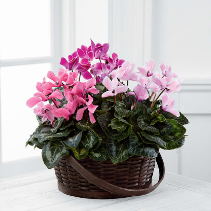 Mixed Cyclamen Planter –  Thompson Country Florist, Wintersville OH