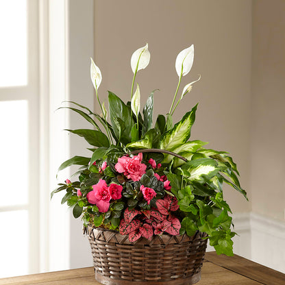 Dream in Pink Dishgarden –  Thompson Country Florist, Wintersville OH