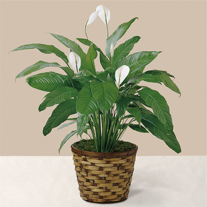 Tranquil Moments Peace Lily Plant –  Thompson Country Florist, Wintersville OH