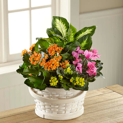 Color Crush Dishgarden –  Thompson Country Florist, Wintersville OH