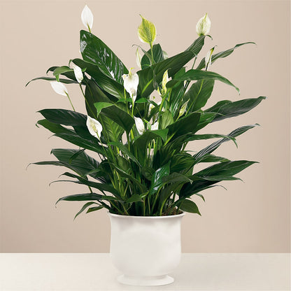 Comfort Planter –  Thompson Country Florist, Wintersville OH