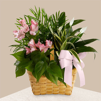 Living Spirit Dishgarden –  Thompson Country Florist, Wintersville OH