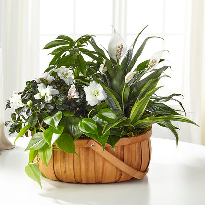 Serene Dishgarden –  Thompson Country Florist, Wintersville OH