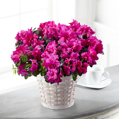 Hope & Serenity Azalea Plant –  Thompson Country Florist, Wintersville OH