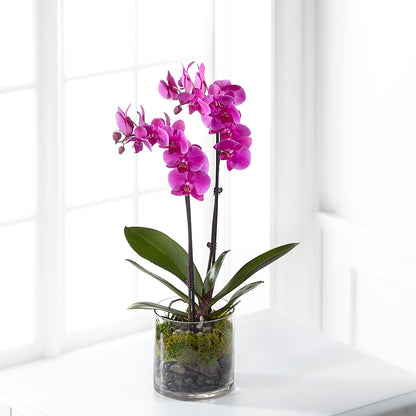 Pink Orchid Plant –  Thompson Country Florist, Wintersville OH