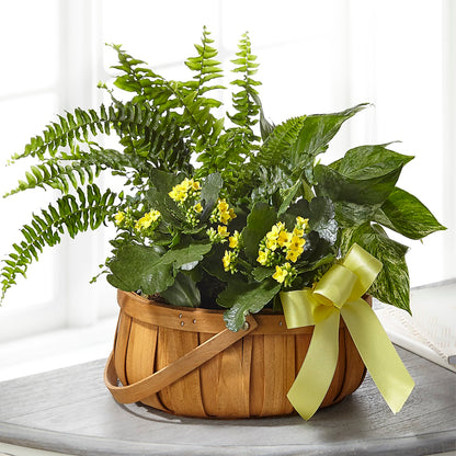 Always Dear Dishgarden –  Thompson Country Florist, Wintersville OH
