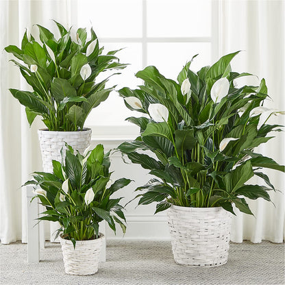 A New Leaf Peace Lily –  Thompson Country Florist, Wintersville OH