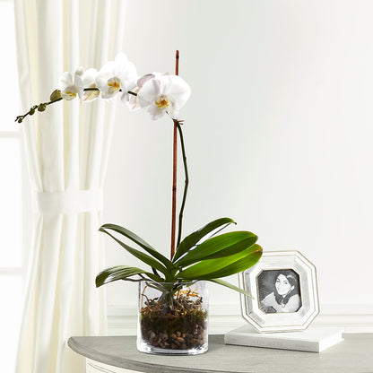 White Orchid Planter –  Thompson Country Florist, Wintersville OH